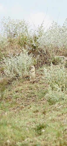 European Ground Squirrel