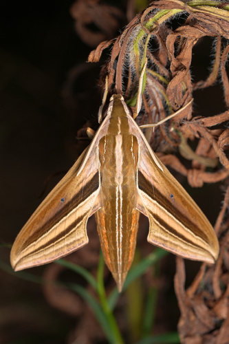 White-banded Hunter Hawkmoth