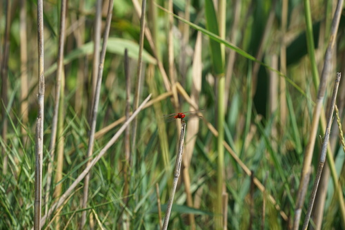 Broad Scarlet