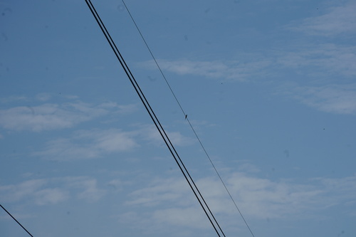 European Bee-eater