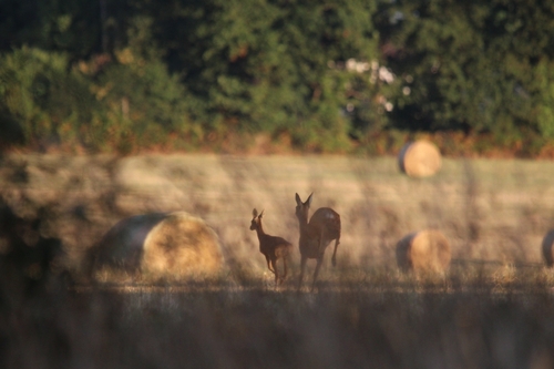 Western Roe Deer