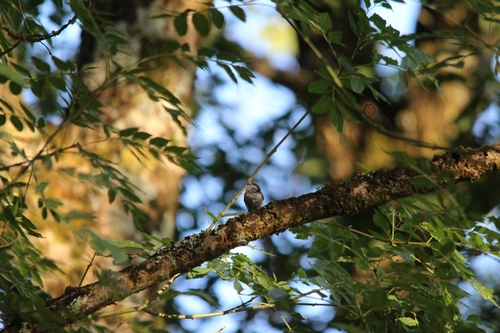 Long-tailed Tit