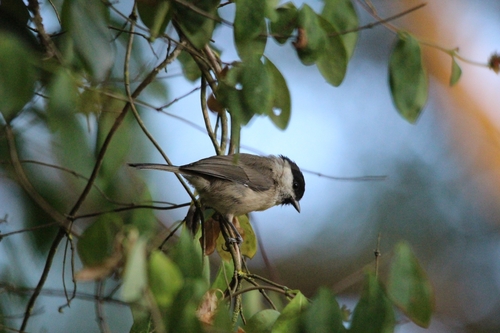 Marsh Tit