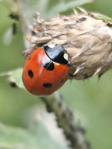 Seven-spotted Lady Beetle