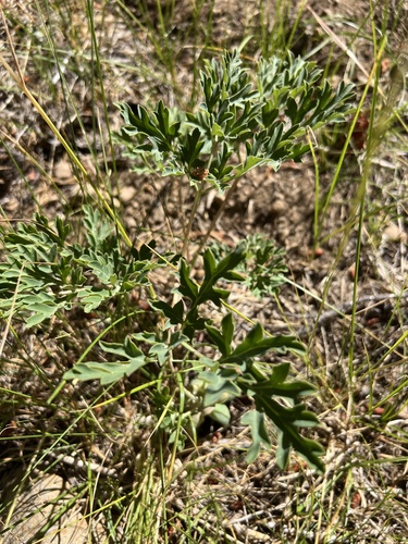 iNaturalist observation photo of Brown's Peony
