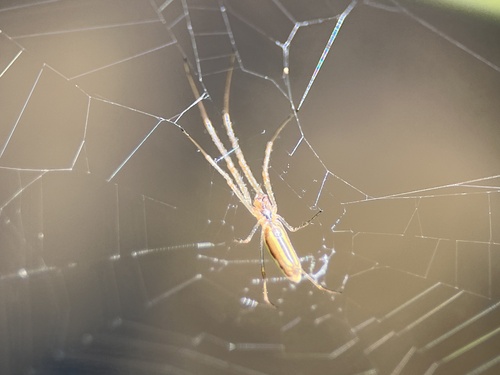 iNaturalist observation photo of Stretch Spiders