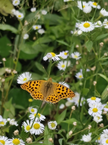 Queen of Spain Fritillary