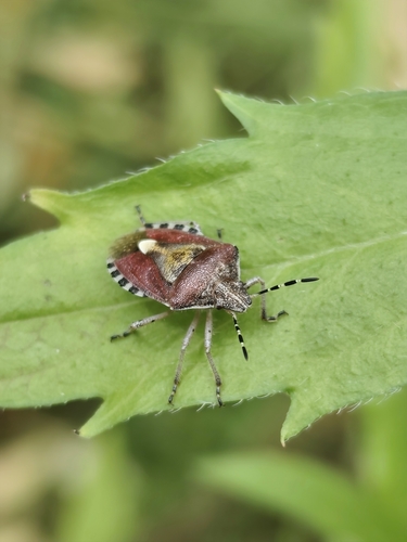 Sloe Bug