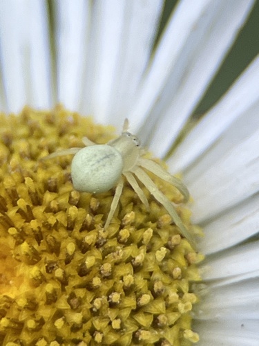 iNaturalist observation photo of Goldenrod Crab Spider