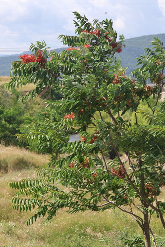 staghorn sumac