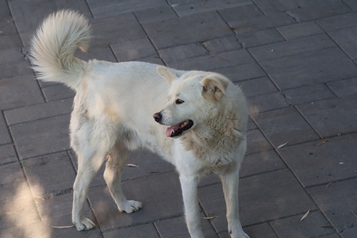Domestic Dog