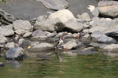 European Goldfinch