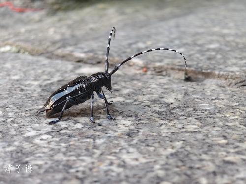 Citrus Longhorn Beetle