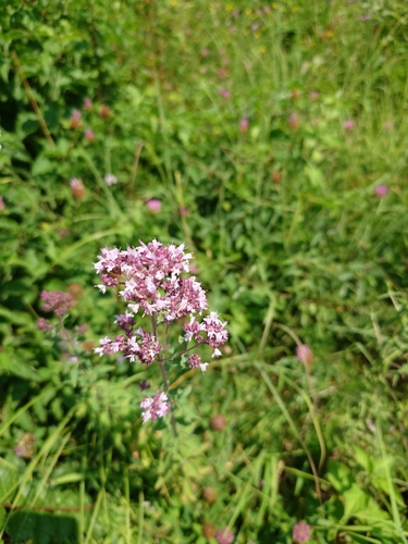 Oregano