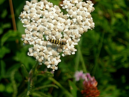 Echinocerus floralis