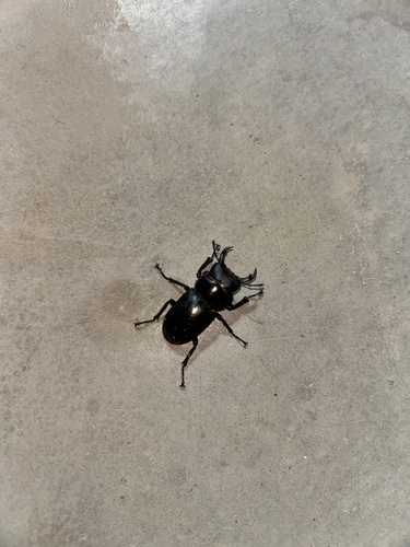 Dorcus davidis