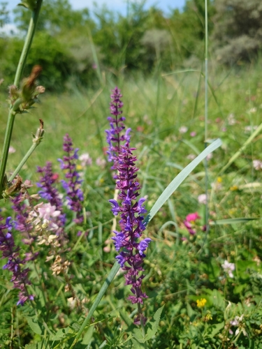 Purple Wood Sage