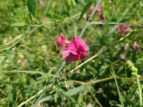 tuberous pea