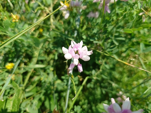 purple crownvetch