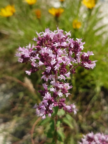 Oregano
