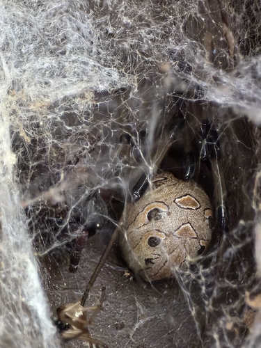 Brown Widow