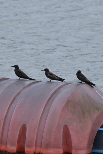 Brown Noddy