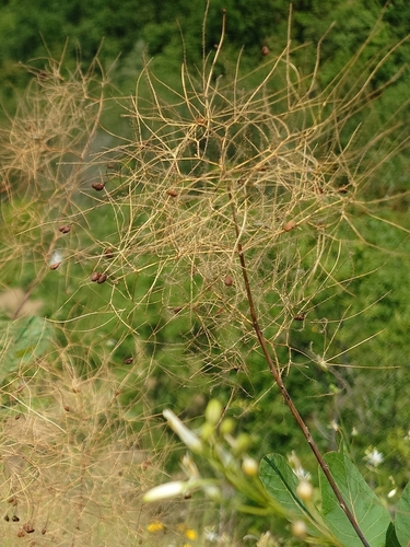 Smokebush