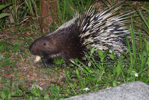 East Asian Porcupine (Hystrix brachyura) · iNaturalist