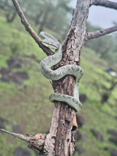 Common Bamboo Viper