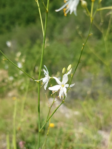 Branched St Bernard's Lily