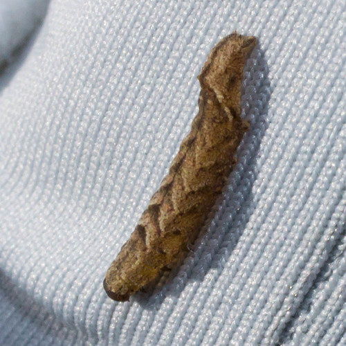 Dark-spotted Palthis Moth