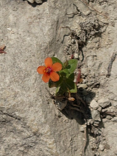 scarlet pimpernel