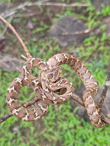 Common Cat Snake