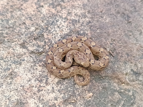 Saw-scaled Viper