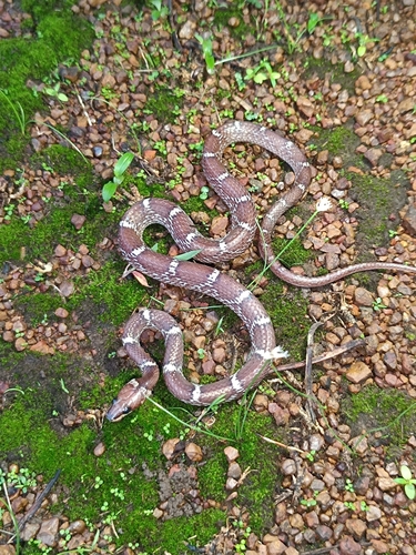 Indian Wolf Snake