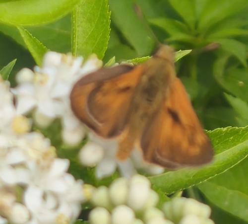 Large Skipper