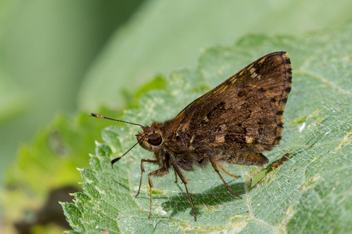 Halotus angellus