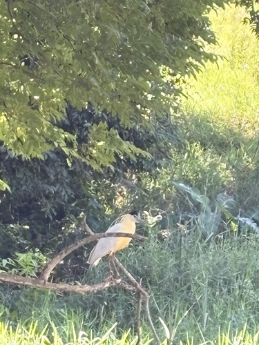 Capped Heron