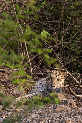 Indian Leopard