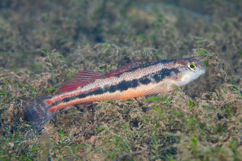 Blackside Snubnose Darter