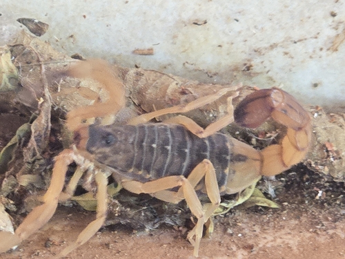 Brazilian Yellow Scorpion