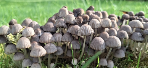 Trooping Crumble Cap