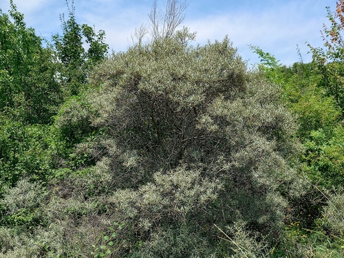 Sea-buckthorn