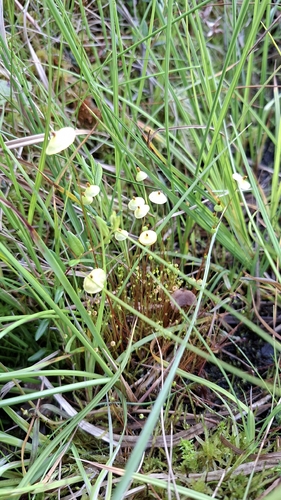 Yellow Moosedung Moss