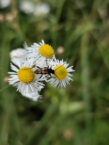 Judolia erratica