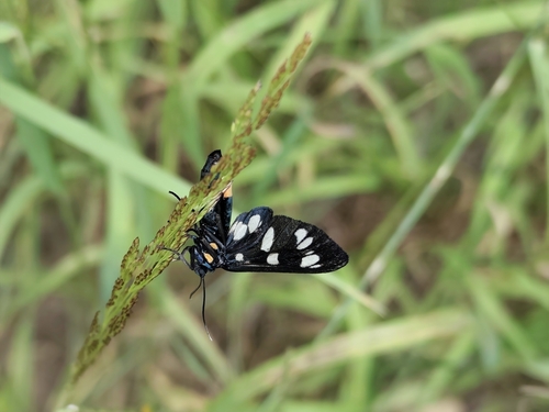 Nine-spotted Moth