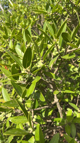 Green Olive Tree