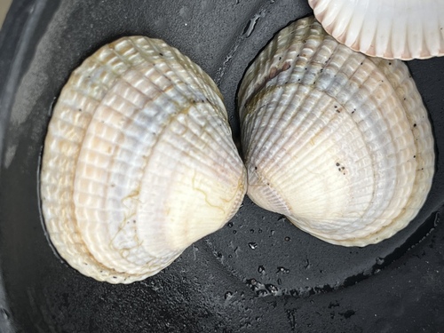 Common Cockle