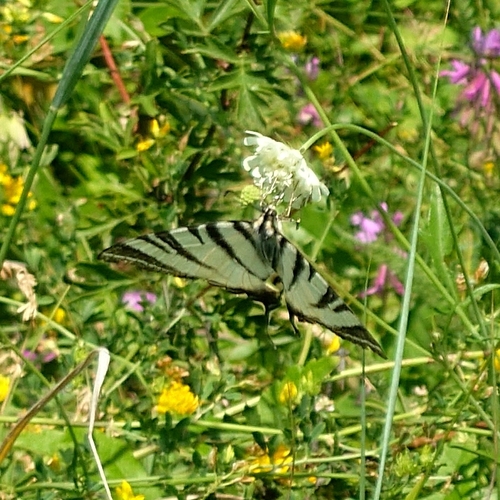 Scarce Swallowtail