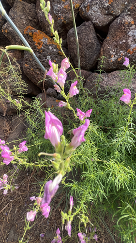greater snapdragon